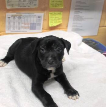 Rescue Terrier and Mixed Breed Dogs for Adoption in Picayune, Mississippi - Priya | PetCurious