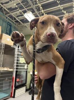 Labrador Retriever and Mixed Breed Dogs Available for Adoption in Indianapolis, Indiana - MAPLE | PetCurious