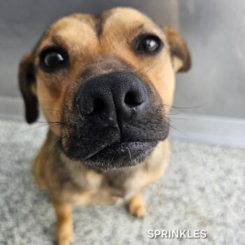 Corgi and Mixed Breed Dogs Available for Adoption - Sprinkles | PetCurious