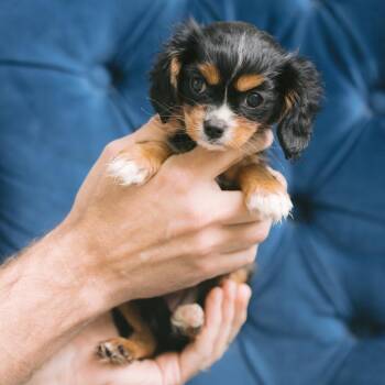 Chestnut -  Cavalier King Charles Spaniel Dog for Adoption in Zionsville, Indiana - Chestnut | PetCurious