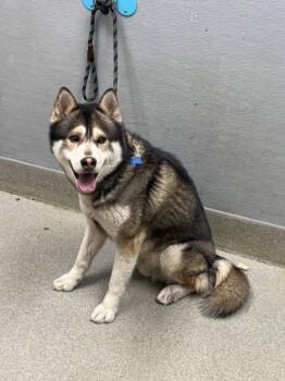Siberian Husky Dogs Available for Adoption in Las Vegas, Nevada - OHIO | PetCurious