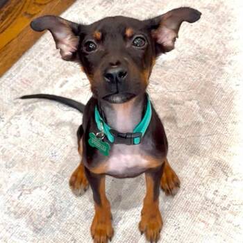 Oliver -  Mixed Breed Dog for Adoption in Olathe, Kansas - Oliver | PetCurious
