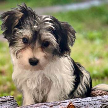 Verona-Tiny Morkie Puppy! -  Maltese and Yorkshire Terrier Dog for Adoption in Fort Myers, Florida - Verona-Tiny Morkie Puppy! | PetCurious