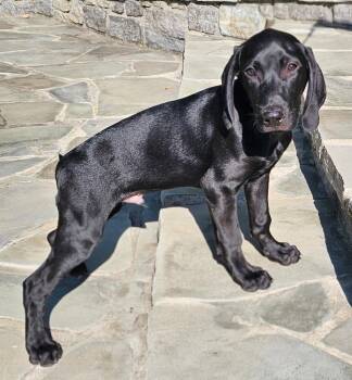 PUPPY JAY JAY -  Black Labrador Retriever Dog for Adoption in Franklin, Tennessee - PUPPY JAY JAY | PetCurious