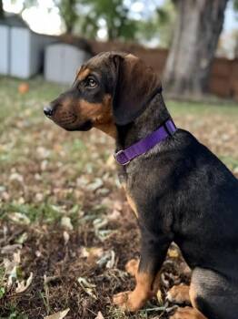 Raquel -  Coonhound and Black And Tan Coonhound Dog for Adoption in Skyline, Minnesota - Raquel | PetCurious