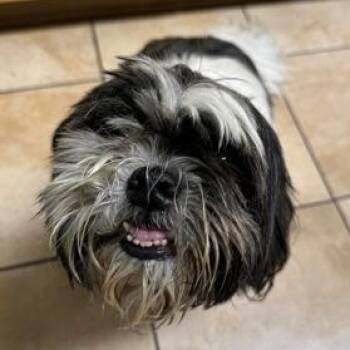 Osiris -  Shih Tzu Dog for Adoption in Powell Butte, Oregon - Osiris | PetCurious