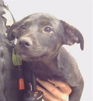 A926759 -  Pit Bull Terrier and Mixed Breed Dog for Adoption in Sacramento, California - A926759 | PetCurious