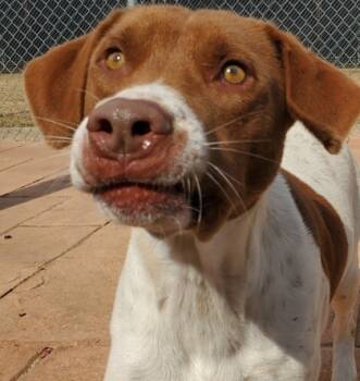 Rescue Hound and Mixed Breed Dogs for Adoption in Shreveport, Louisiana - Wiley | PetCurious