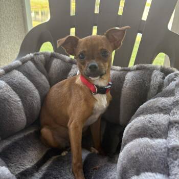 Chihuahua Dogs Available for Adoption in Bradenton, Florida - Josie | PetCurious