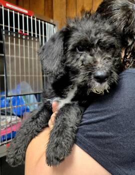 Raider -  Schnauzer and Poodle Dog Available for Adoption in Jackson, Mississippi - Raider | PetCurious