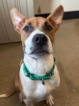 Alton -  Boxer Dog for Adoption in Cleveland, Ohio - Alton | PetCurious
