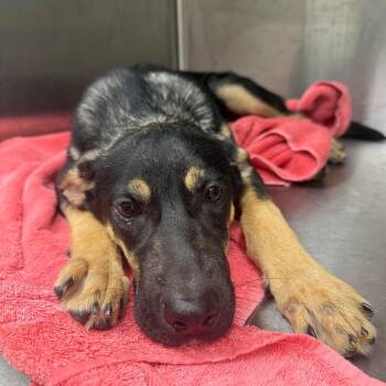 Charly -  Shepherd Dog for Adoption in Bradenton, Florida - Charly | PetCurious
