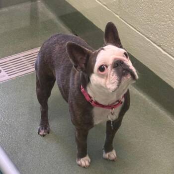 French Bulldog and Boston Terrier Dogs Available for Adoption in West Palm Beach, Florida - Mookie | PetCurious