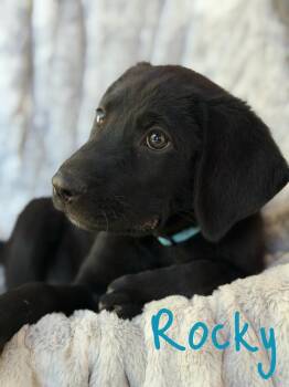 Rocky -  Labrador Retriever and German Shepherd Dog Dog for Adoption in Pleasant Hill, California - Rocky | PetCurious