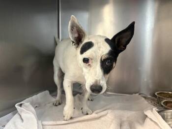 Rat Terrier and Mixed Breed Dogs Available for Adoption in Thousand Palms, California - EVE | PetCurious