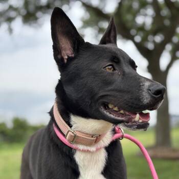 Basenji Dogs Available for Adoption in Pearland, Texas - Cranberry | PetCurious