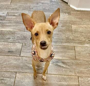 Chihuahua and Rat Terrier Dogs Available for Adoption in Austin, Texas - Ladoasha  | PetCurious