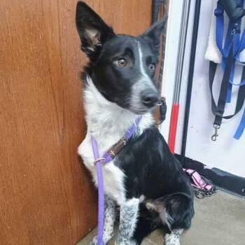 Keir -  Mixed Breed Dog for Adoption in Davenport, Iowa - Keir | PetCurious