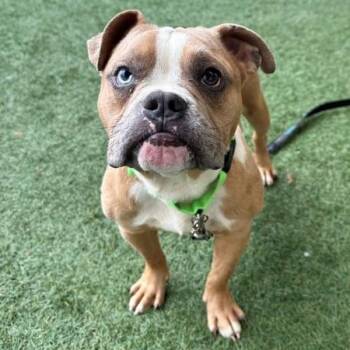 American Bulldog Dogs Available for Adoption in Walnut Creek, California - Bus | PetCurious