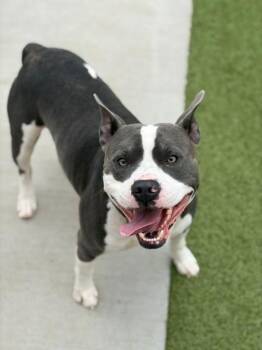 Cruz -  Pit Bull Terrier Dog for Adoption in Fayetteville, Arkansas - Cruz | PetCurious