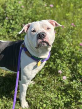 Pit Bull Terrier Dogs Available for Adoption in Cleveland, Ohio - Icee | PetCurious