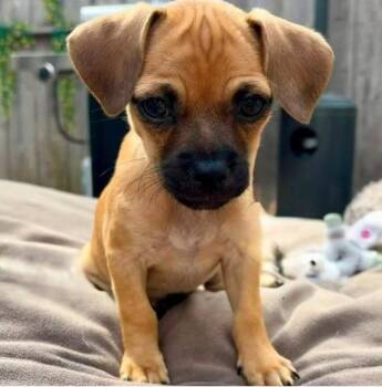 Phil -  Pug Dog for Adoption in Larkfield-wikiup, California - Phil | PetCurious