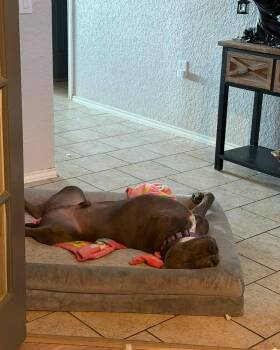 Atlas -  American Bully Dog for Adoption in Mico, Texas - Atlas | PetCurious