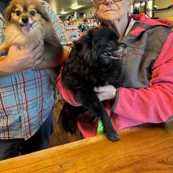 Denzel and Hercules - Courtesy Listing See Info -  Pomeranian Dog for Adoption in Polson, Montana - Denzel And Hercules - Courtesy Listing See Info | PetCurious