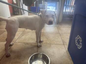 Sweet Treat -  Mixed Breed Dog for Adoption in Cincinnati, Ohio - Sweet Treat | PetCurious