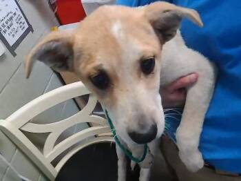 Labrador Retriever and Mixed Breed Dogs Available for Adoption in Tulsa, Oklahoma - CHURRO | PetCurious