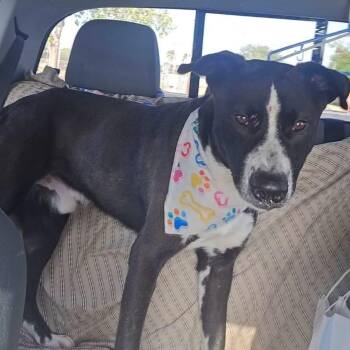 Bentley -  Mixed Breed Dog for Adoption in Plainfield, Connecticut - Bentley | PetCurious