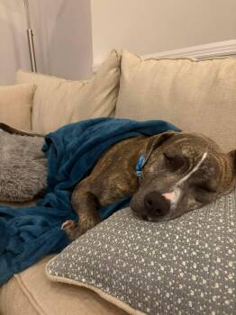 Pit Bull Terrier Dogs Available for Adoption - Paul | PetCurious