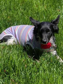 Angel -  Papillon Dog Available for Adoption - Angel | PetCurious