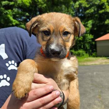 CT Hermione avail Jun 6 (Quarry Campground- Tolland, CT) -  Shepherd and Mixed Breed Dog for Adoption in Eastford, Connecticut - CT Hermione Avail Jun 6 (Quarry Campground- Tolland, CT) | PetCurious