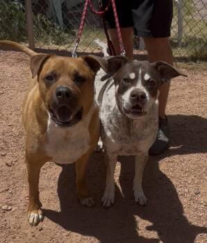 Suzi Q -  Pointer Dog for Adoption in Payson, Arizona - Suzi Q | PetCurious