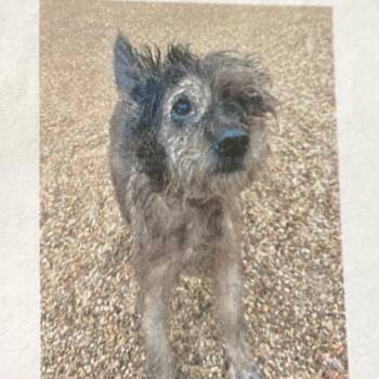 Wakito -  Terrier and Schnauzer Dog for Adoption in New Orleans, Louisiana - Wakito | PetCurious