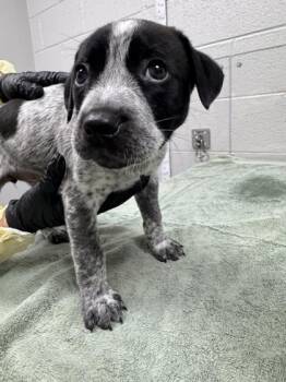 Mint Chip -  Mixed Breed Dog for Adoption in Sevierville, Tennessee - Mint Chip | PetCurious
