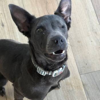 Dot Dynasty - Good with kids, cats and dogs -  Labrador Retriever Dog for Adoption in Andover, Massachusetts - Dot Dynasty - Good With Kids, Cats And Dogs | PetCurious