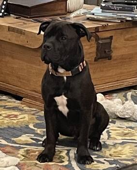 Rottweiler and Mastiff Dogs Available for Adoption - Ozzi | PetCurious