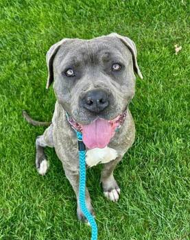 Pit Bull Terrier and Mixed Breed Dogs Available for Adoption in Sacramento, California - ZACHARY | PetCurious