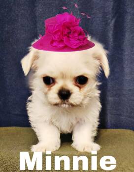 Pug and Shih Tzu Dogs Available for Adoption - Minnie | PetCurious