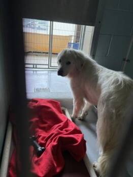 912-26 -  Great Pyrenees and Mixed Breed Dog for Adoption in Cumming, Georgia - 912-26 | PetCurious