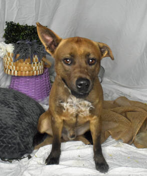 Rescue Belgian Shepherd Malinois Dogs for Adoption in Monroe, Louisiana - Luca | PetCurious