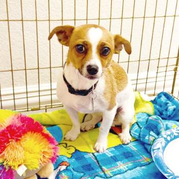 Jovi -  Chihuahua and Jack Russell Terrier Dog for Adoption in Lewisville, Texas - Jovi | PetCurious