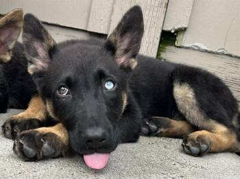 Belgian Shepherd Malinois and German Shepherd Dog Dogs Available for Adoption in Santa Cruz, California - ENOKI* | PetCurious
