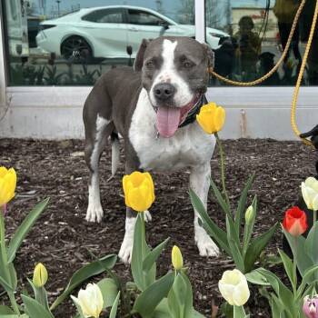 Rescue American Staffordshire Terrier Dogs for Adoption in Blacksburg, Virginia - Blue | PetCurious