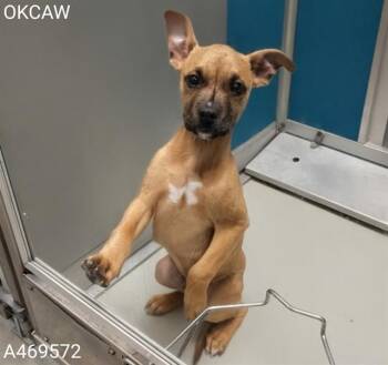 Boxer and Mixed Breed Dogs Available for Adoption in Oklahoma City, Oklahoma - ACE | PetCurious