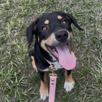 German Shepherd Dog Dogs Available for Adoption in Cleveland, Texas - Maeve | PetCurious