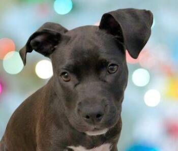 Sola -  Mixed Breed Dog for Adoption in Schaumburg, Illinois - Sola | PetCurious