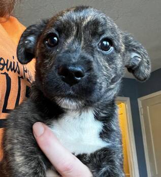 Terrier and Lhasa Apso Dogs Available for Adoption - Bruno | PetCurious